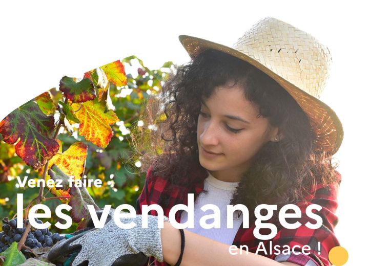 ALSACE VENDANGES