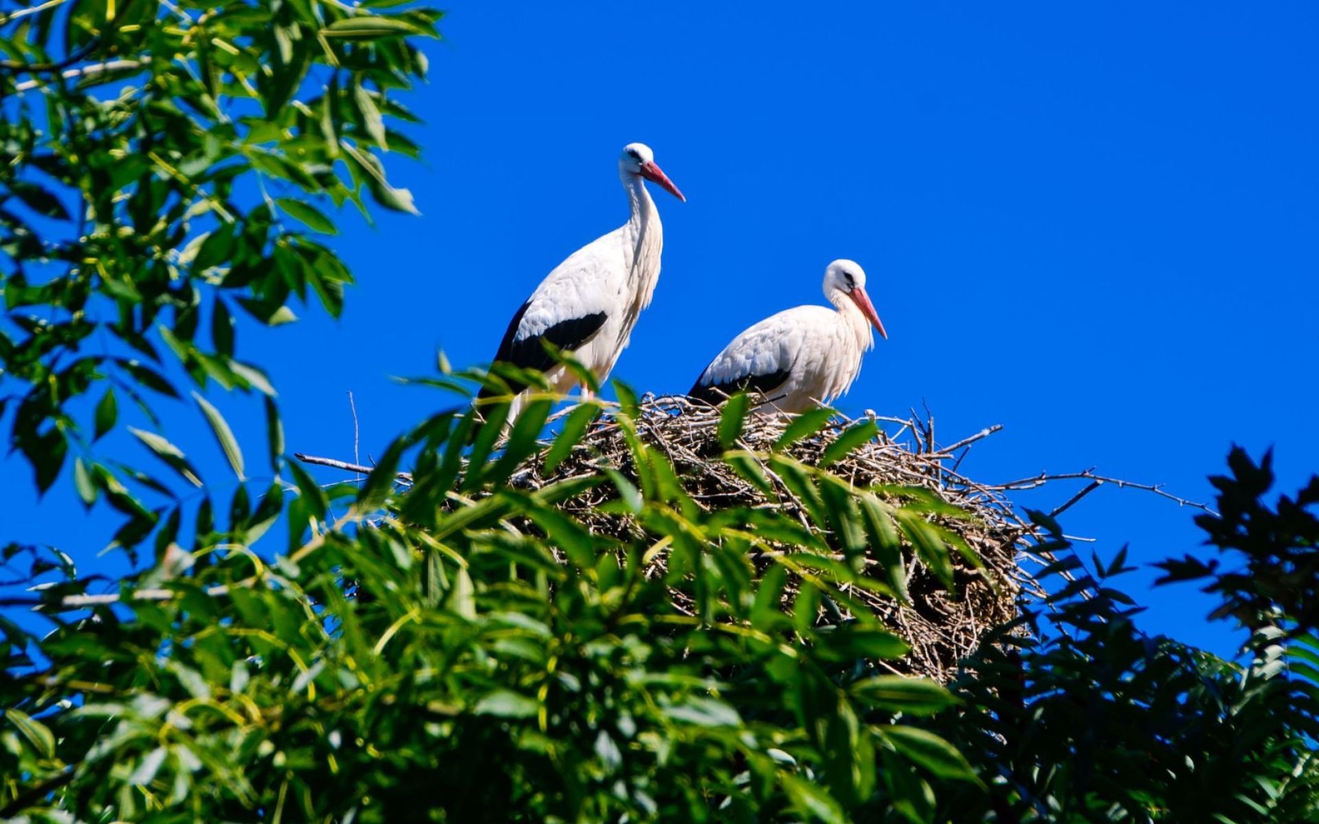 Cigognes sur un nid - Le long des rives de la Thur à Cernay