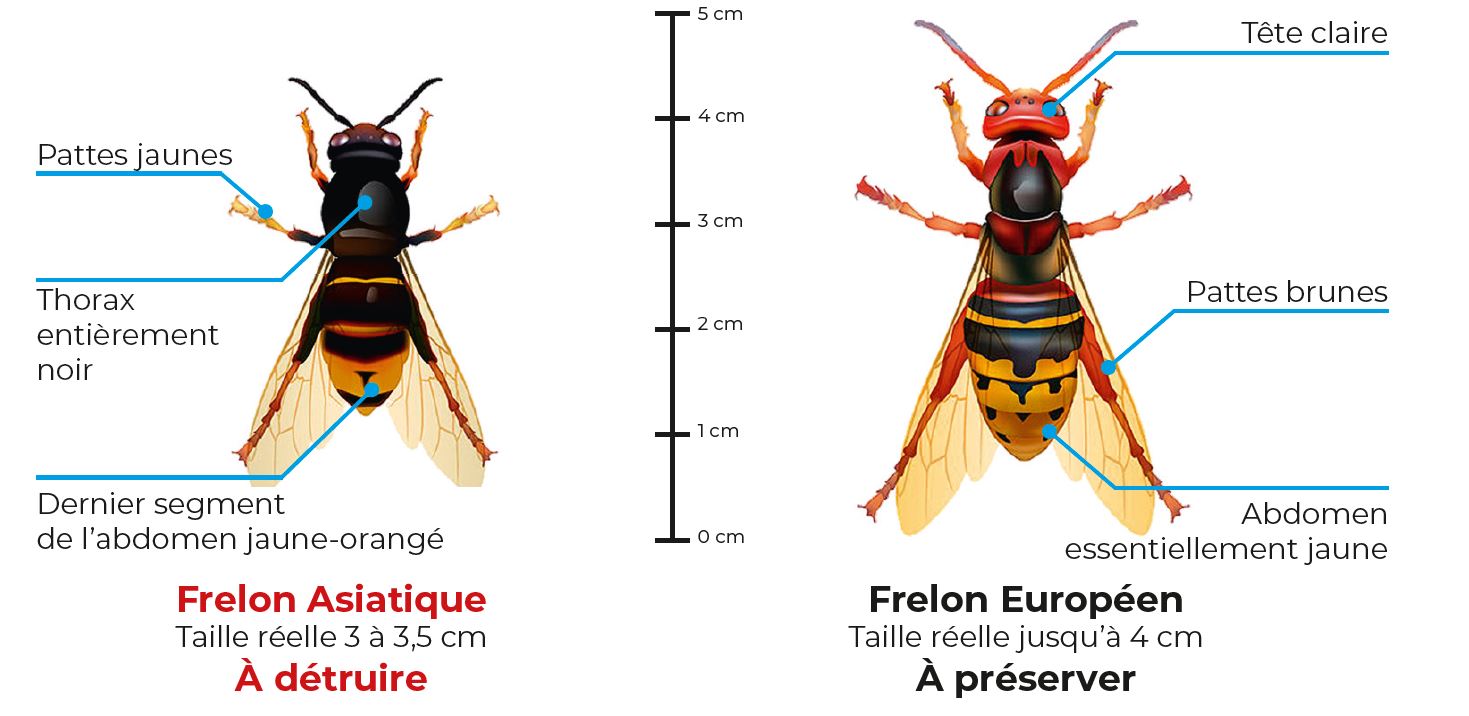 Frelon asiatique descriptif