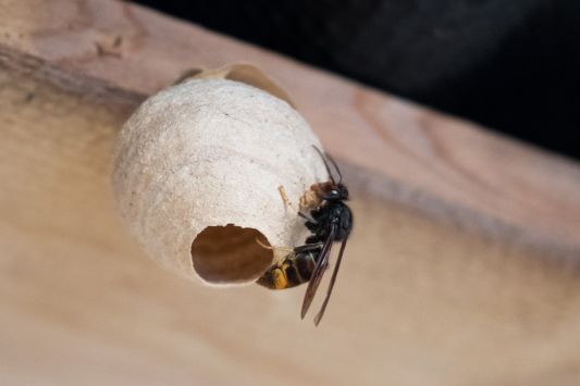 On voit sur l'image un nid de frelon asiatique et un frelon posé dessus