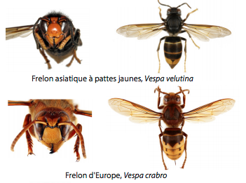 Descriptif entre un frelon asiatique et européen